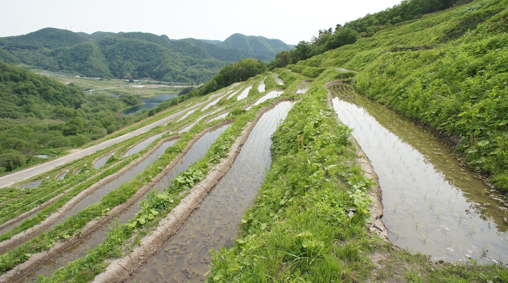 小倉千枚田 Full of small rice paddy