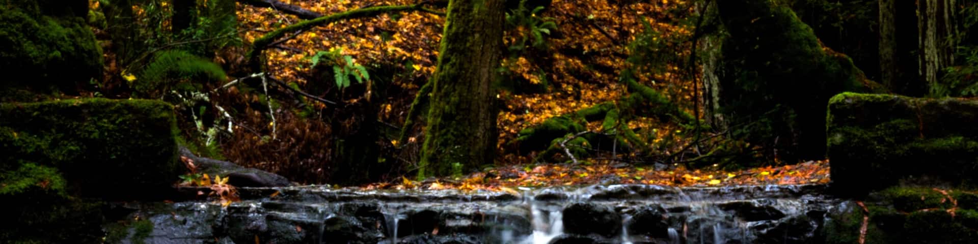 this is actually bill williams gulch, about a quarter mile from phoenix lake in ross, california. the dense redwood forest and waterfalls make this place feel literally magical.