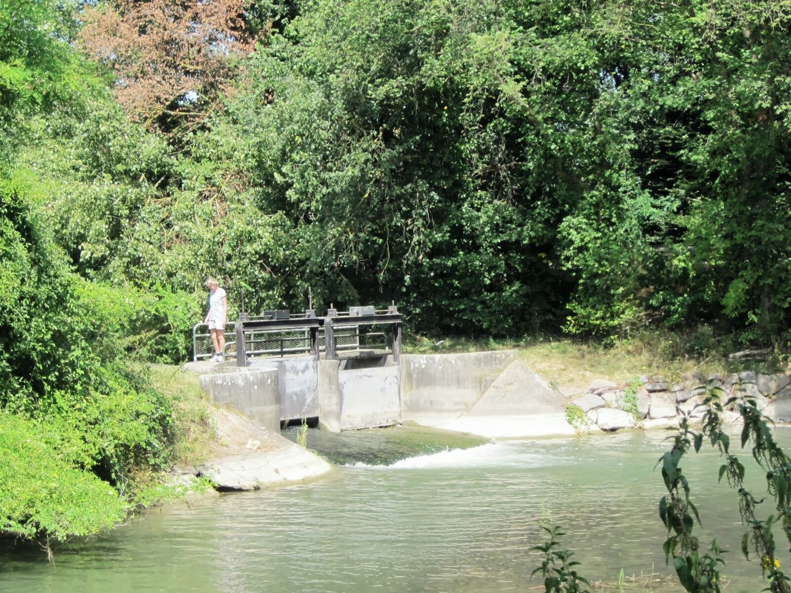 A bridge over a river surrounded by dense greenery.