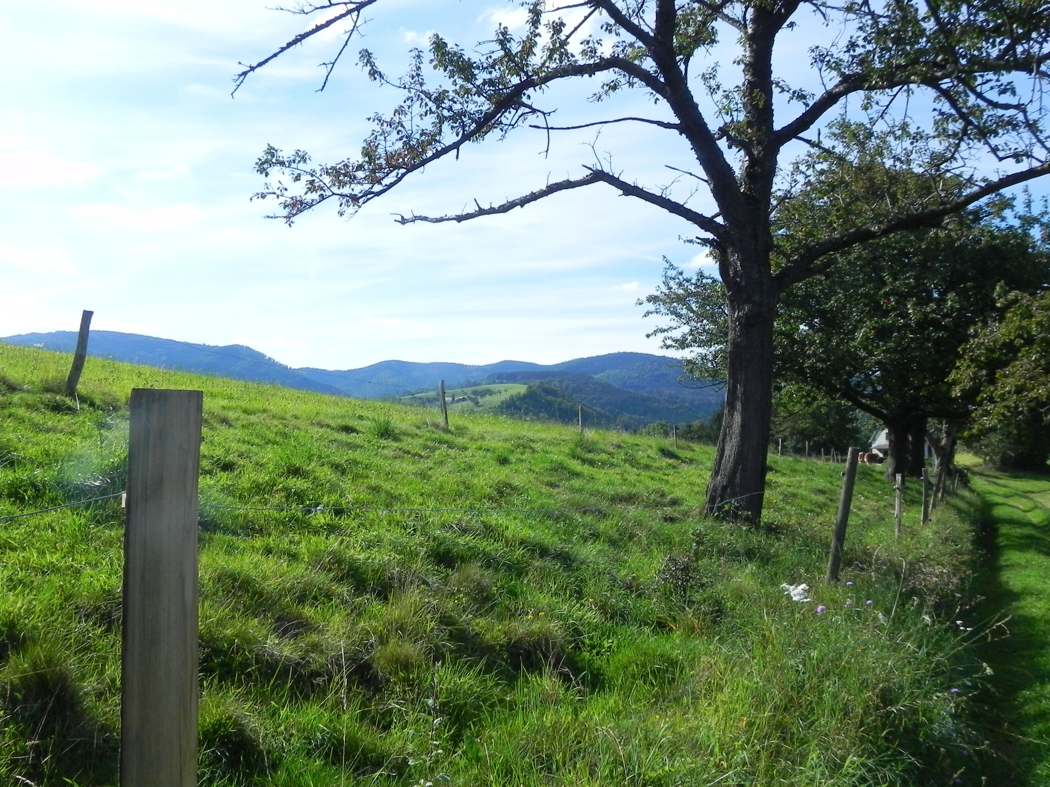 Les prés de la colline