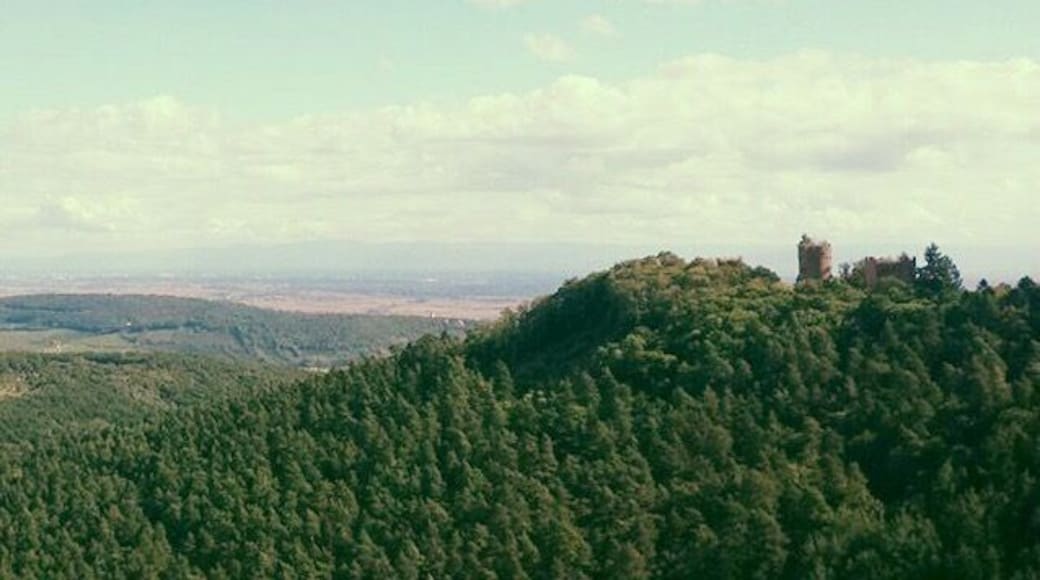 au loin Allemagne 🌳#plaine #alsace