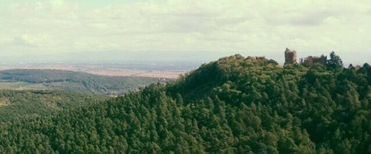 A forested hill with a tower on top.
