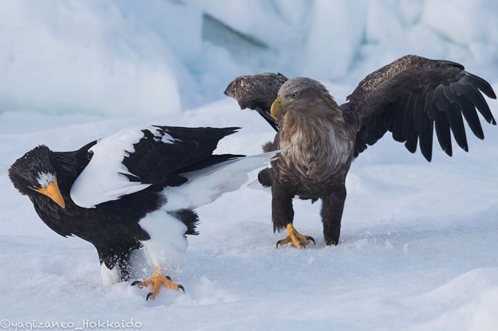 When both eagles met..there would be a fight.. #rausu #stellerseaeagle #whitetailedeagle #snow #winter #hokkaido #rausu #japan