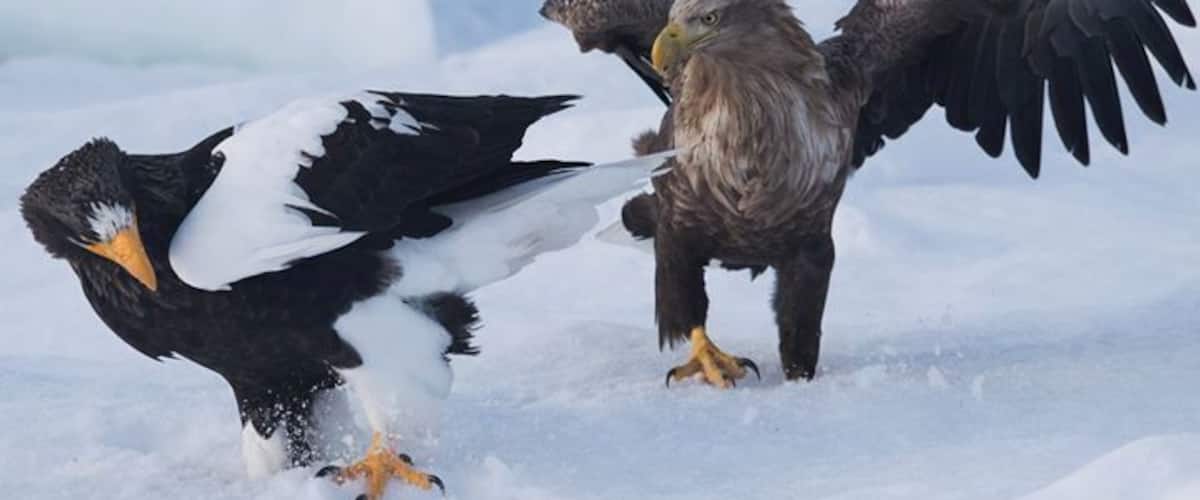 When both eagles met..there would be a fight.. #rausu #stellerseaeagle #whitetailedeagle #snow #winter #hokkaido #rausu #japan