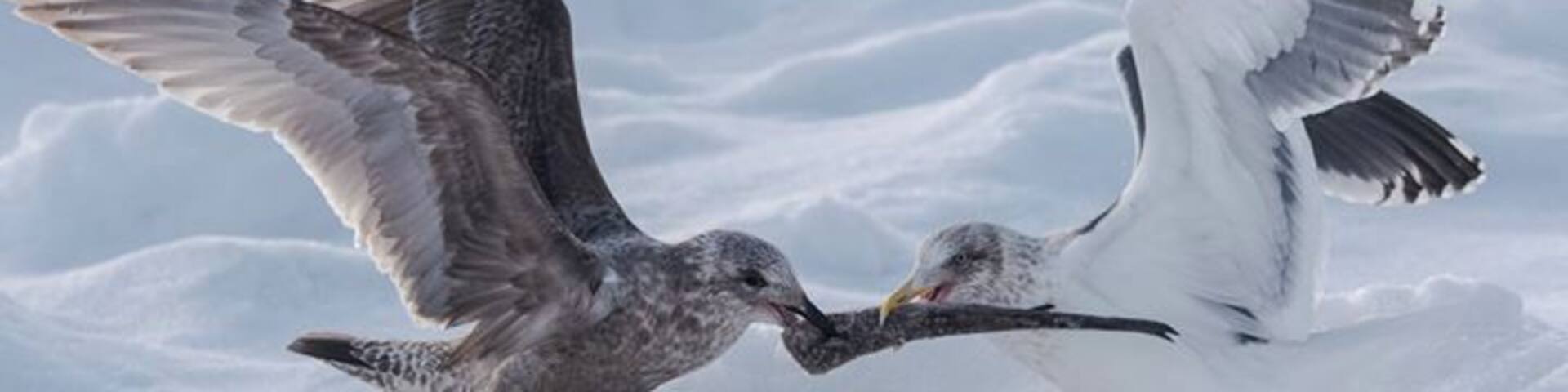 That's why I love to shoot wildlife. To capture the action. This time between the seagulls. #hokkaido #rausu #winter #fight #japan #seagull