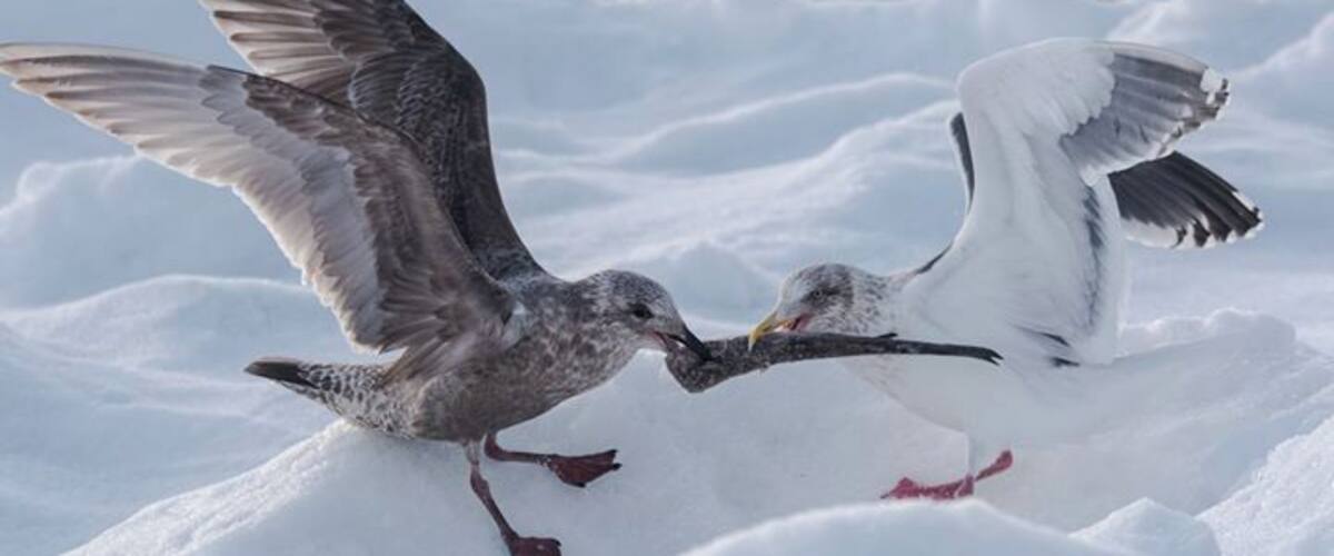 Two birds in a snowy environment.