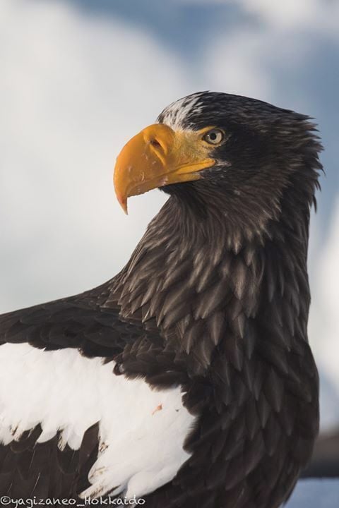Close Up of the Stellar's sea eagle #hokkaido #steller #rausu #japan #eagle