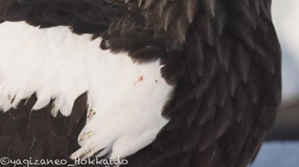 Close Up of the Stellar's sea eagle #hokkaido #steller #rausu #japan #eagle