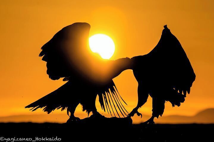 The Shadows in the Sun. #eaglefight #eagle #stellerseaeagle #hokkaido #rausu #japan #winter