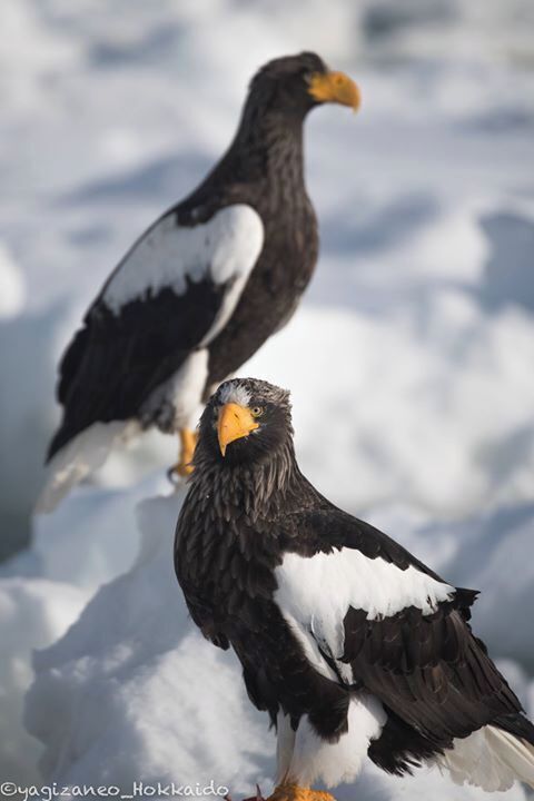 Side Portraits of the Stellers. #stellerseaeagle #hokkaido #rausu #japan #winter