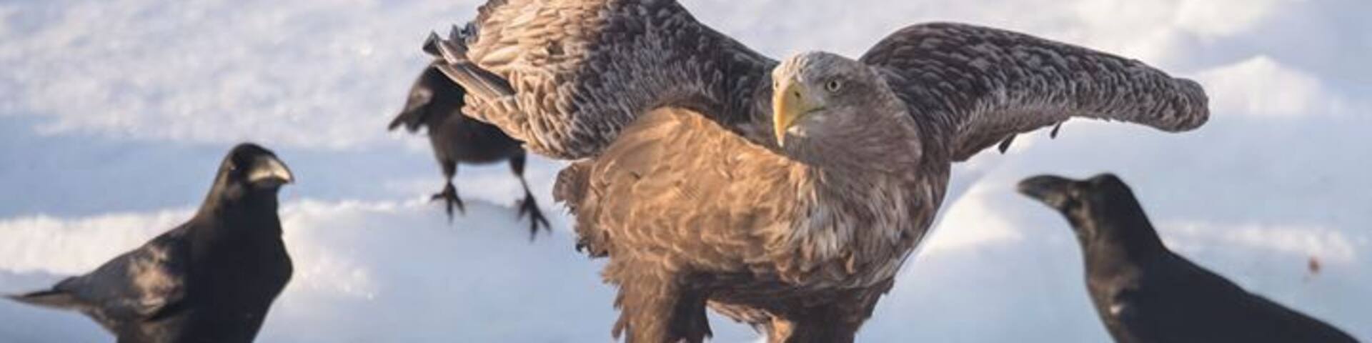 Defending against the omnipresent crows. #crow #eagle #whitetailedeagle #snow #winter #hokkaido #japan #rausu
