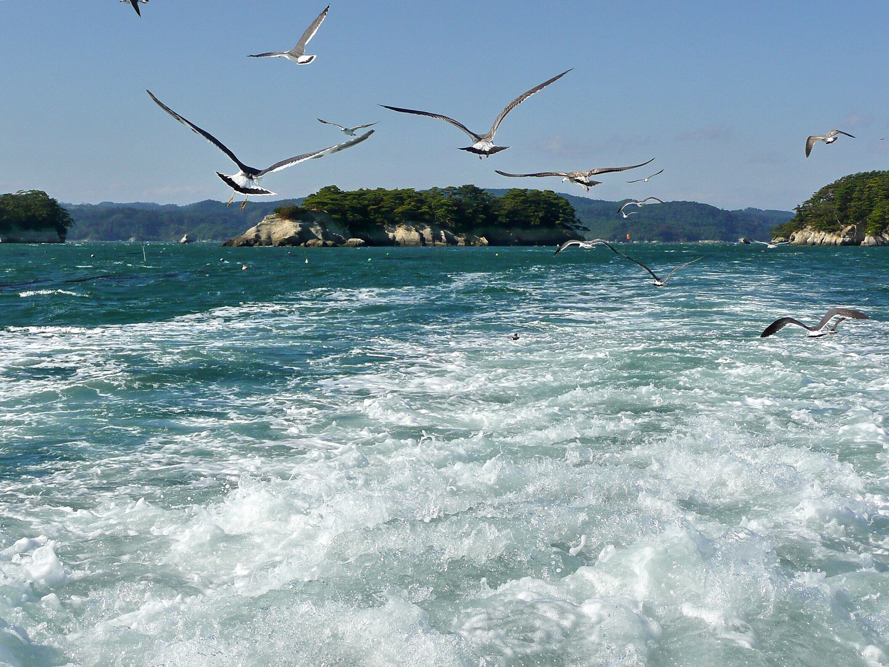 A body of water with waves and seagulls flying overhead.