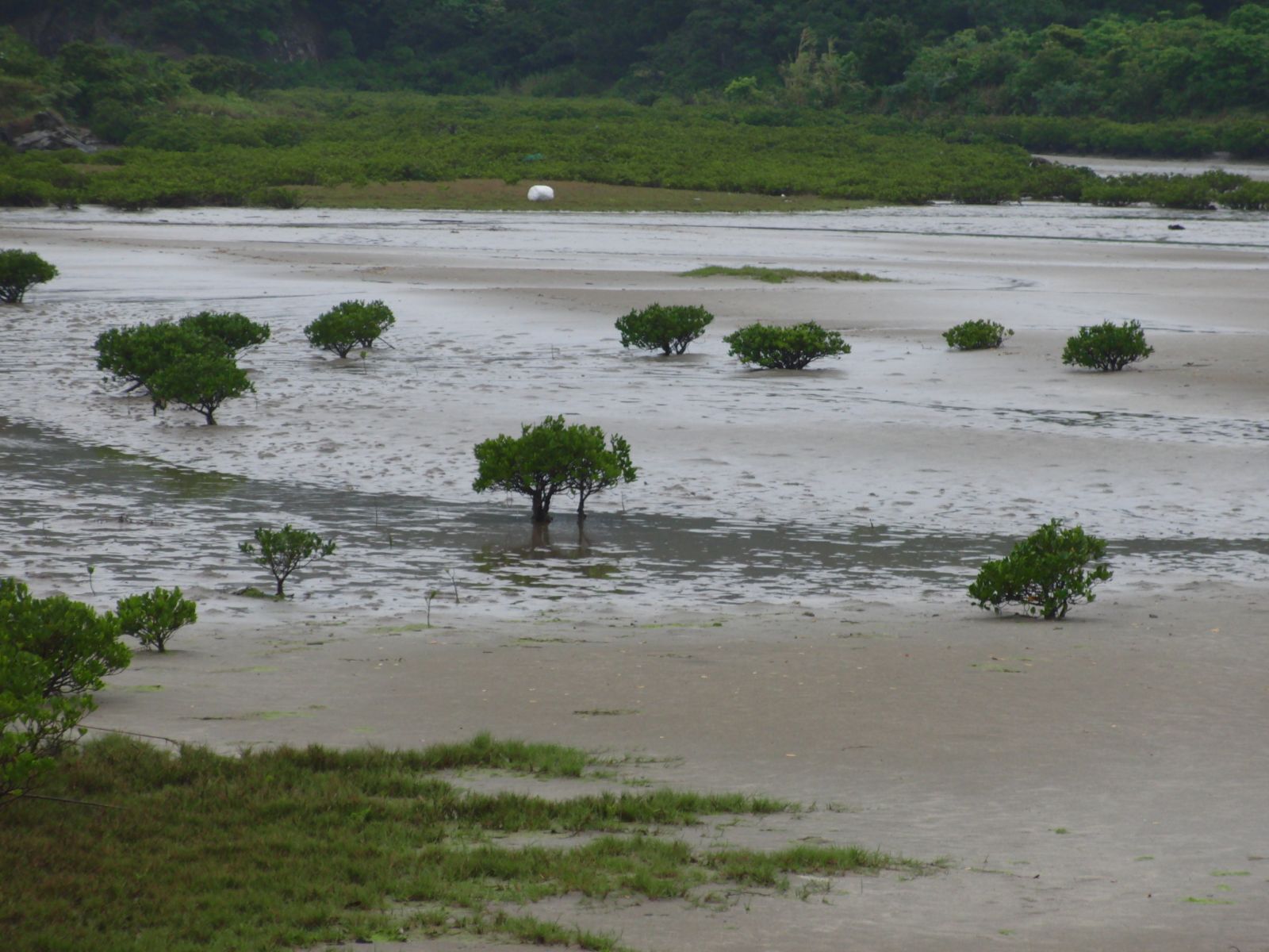 Kandelia（マングローブ）?