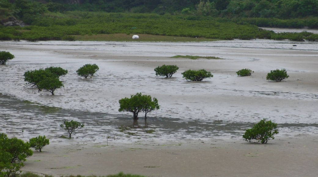 Kandelia(マングローブ)?