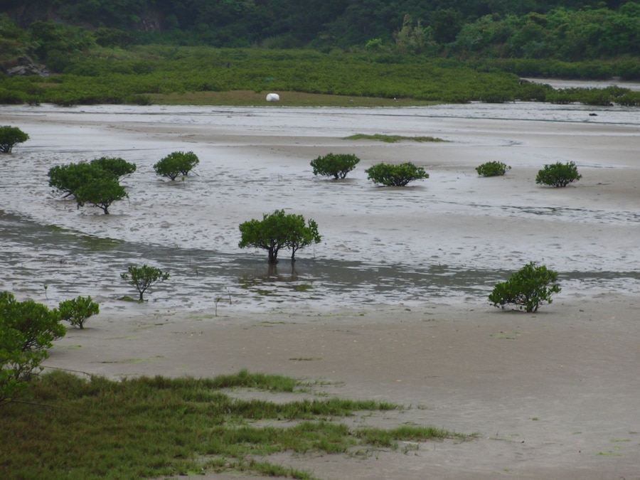 Kandelia(マングローブ)?