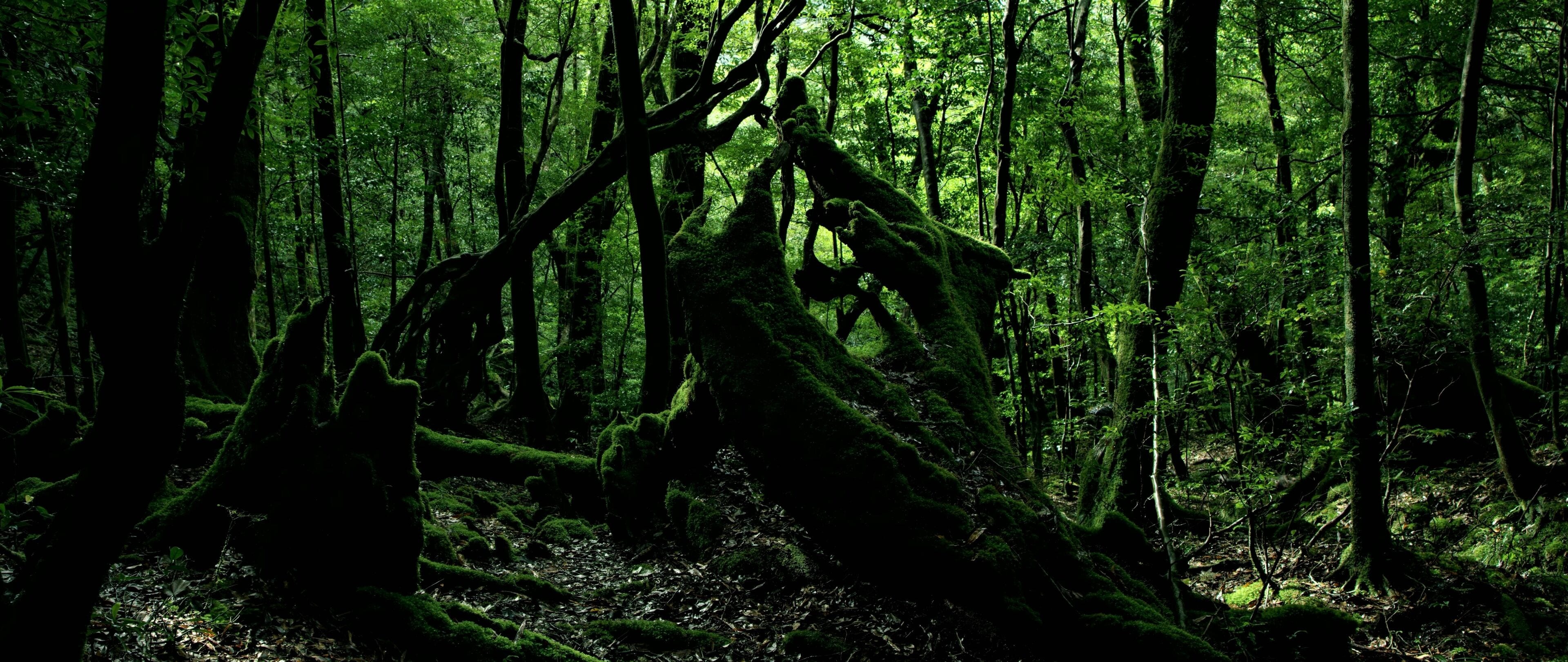 Yakushima forest with old moss-covered trees. Yakushima Island, Yakushima, Kagoshima, Japan