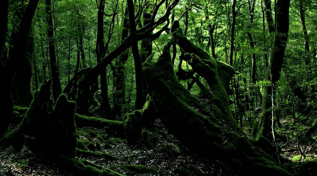 Yakushima forest with old moss-covered trees. Yakushima Island, Yakushima, Kagoshima, Japan