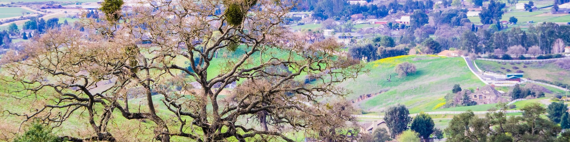 Large oak tree growing on the hills of Coyote Lake Harvey Bear Ranch County Park, south valley and Gilroy in the background, south San Francisco bay, California