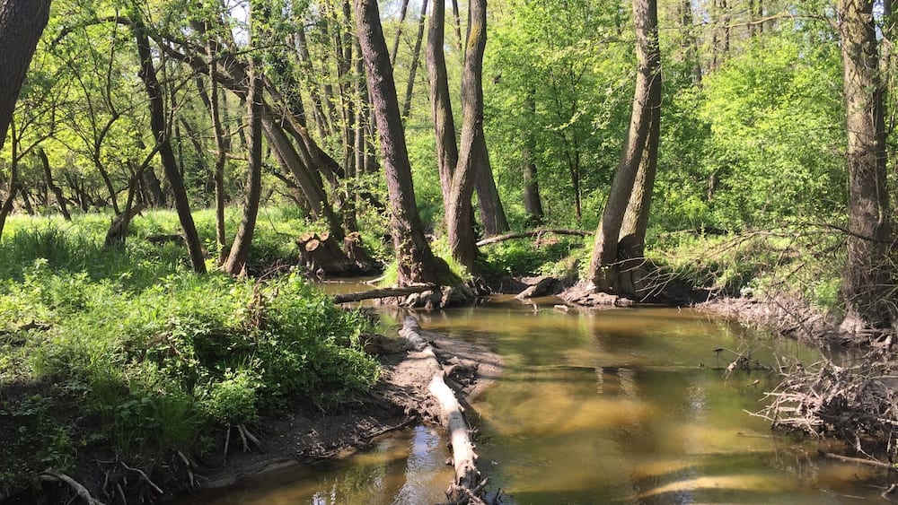 Un ruisseau bordé d’arbres et de végétation luxuriante.