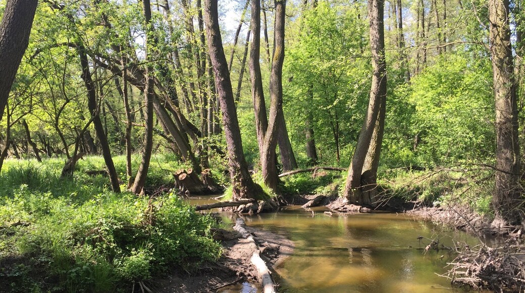 In my boyfriend's hometown 🌳