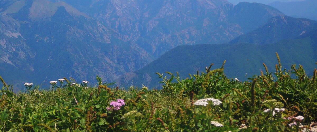A mountain range with a clear sky and wildflowers in the foreground.