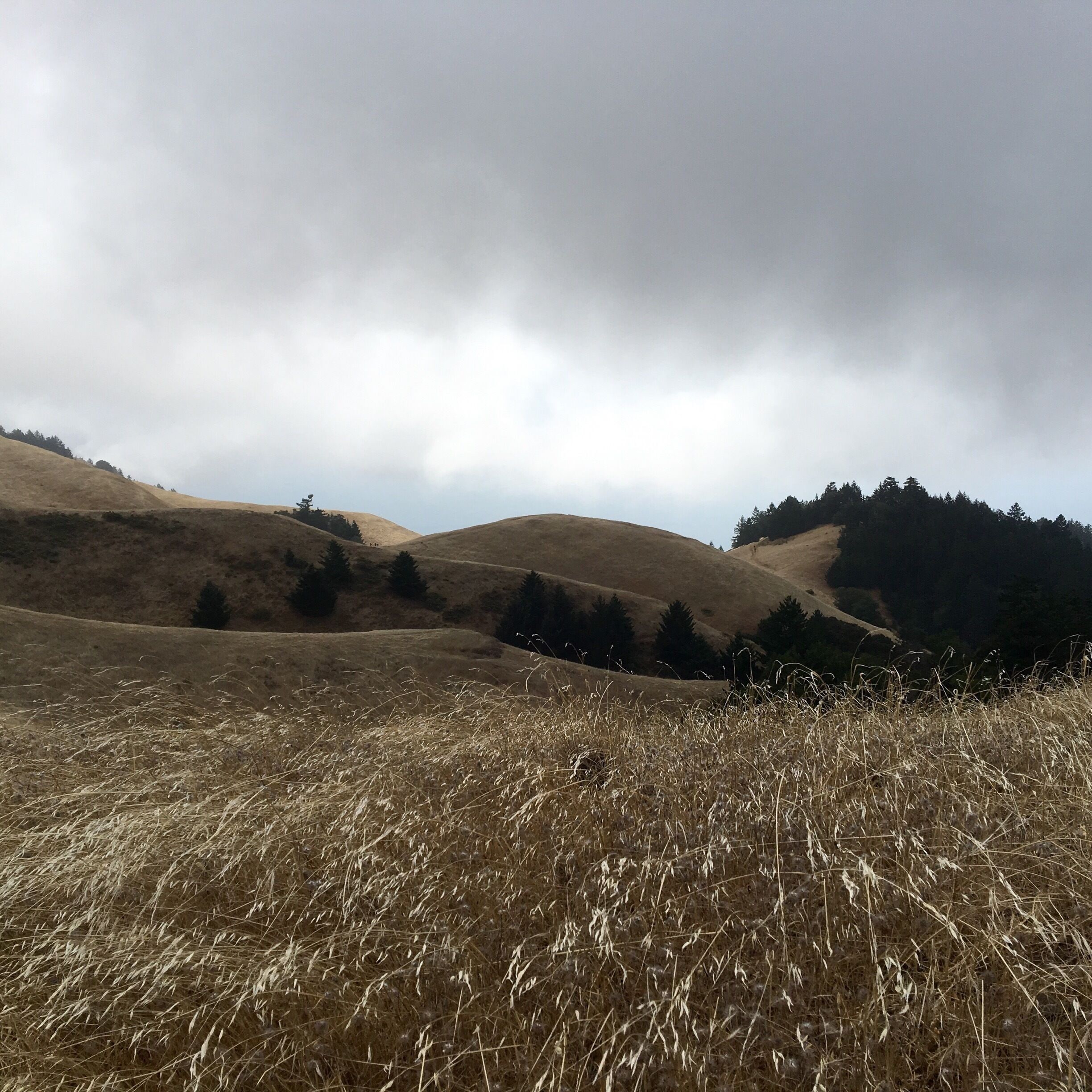 Foggy fall day on West Ridgecrest at Mt. Tamalpais State Park #Hiking