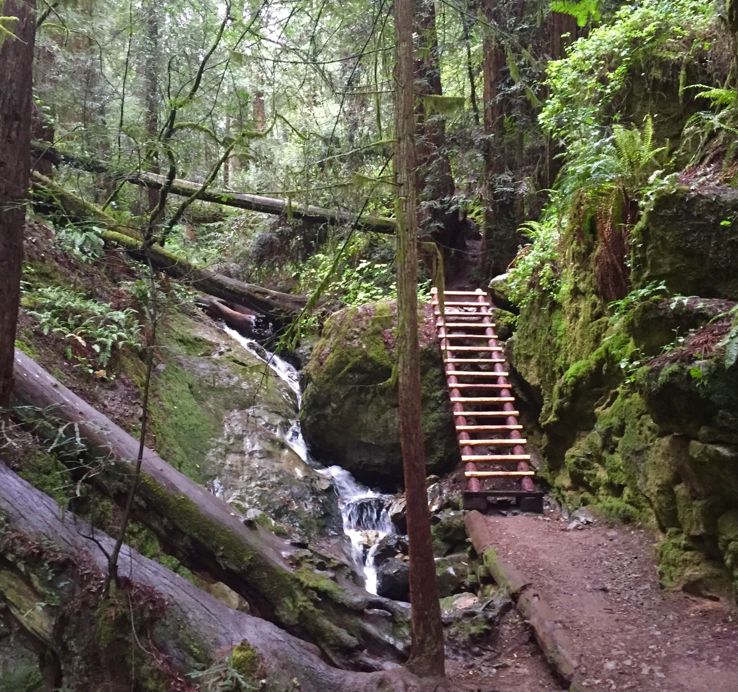Steep Ravine Trail at Mt. Tamalpais State Park runs along a very pretty creek with redwood trees and ends at the Pacific Ocean. #Hiking