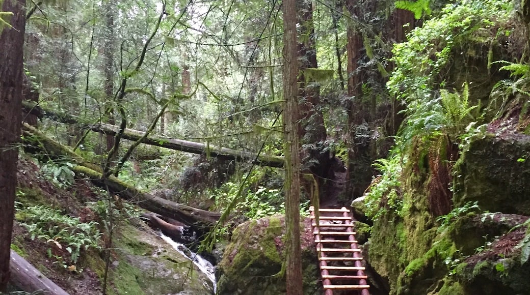 Steep Ravine Trail at Mt. Tamalpais State Park runs along a very pretty creek with redwood trees and ends at the Pacific Ocean. #Hiking