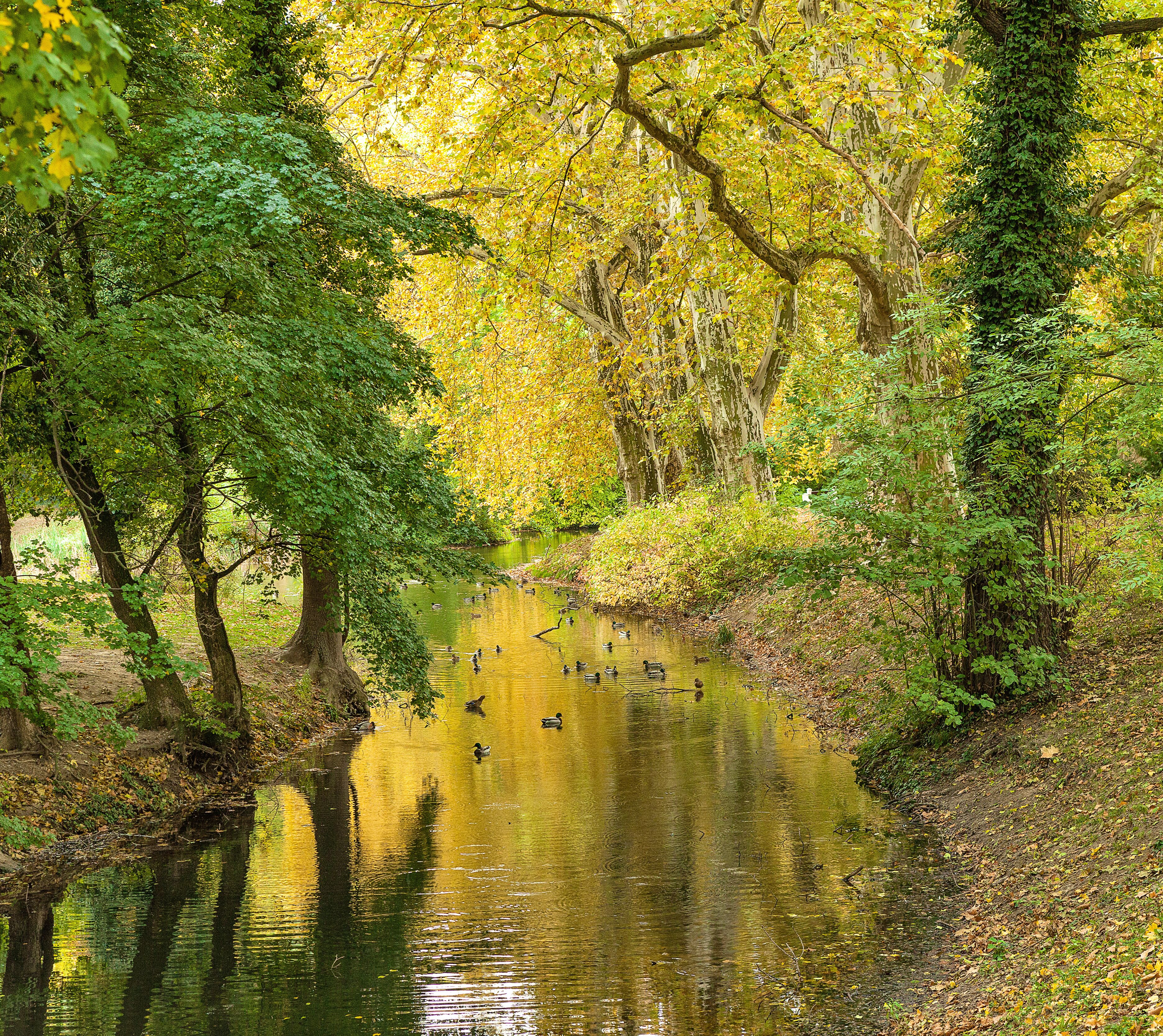 Park in city Hlohovec. Slovakia. Central Europe. Sunny day in autumn. Park with a pond and wild ducks. Trees in autumn colors and leaves on the ground. Golden reflection on water surface.