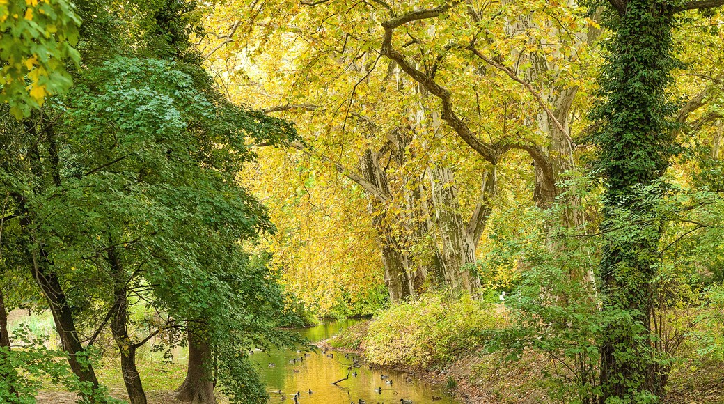 Park in city Hlohovec. Slovakia. Central Europe. Sunny day in autumn. Park with a pond and wild ducks. Trees in autumn colors and leaves on the ground. Golden reflection on water surface.