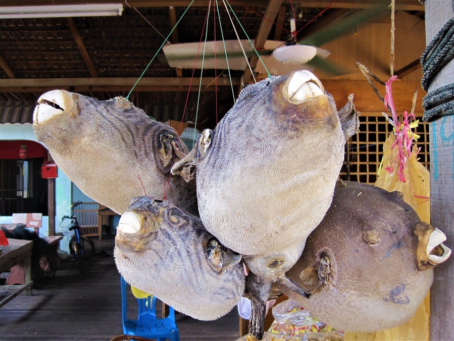Salted Puffer Fish anyone? - This was among the selection of seafood on sale at the Kampung Nelayan Air Masin (translated from Malay it means: Salty Water Fishermen's Village) located in Kukup which is in the southern most state of Malaysia, Johor. The Tanjung (cape) Piai National Park a few minutes away from Kukup is also the southern most tip of the Asian continent. http://wp.me/p7CVI8-122