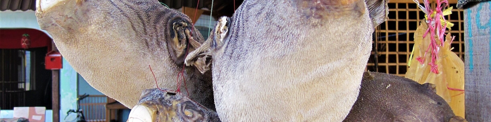 Salted Puffer Fish anyone? - This was among the selection of seafood on sale at the Kampung Nelayan Air Masin (translated from Malay it means: Salty Water Fishermen's Village) located in Kukup which is in the southern most state of Malaysia, Johor. The Tanjung (cape) Piai National Park a few minutes away from Kukup is also the southern most tip of the Asian continent. http://wp.me/p7CVI8-122