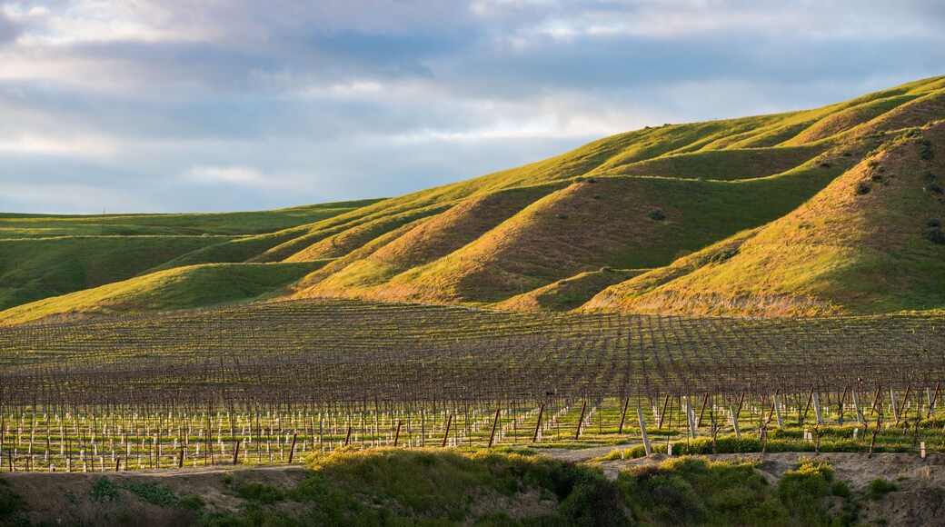 The setting sun illuminates a vineyard and green grassy hills in golden hues - spring in Paso Robles wine country
