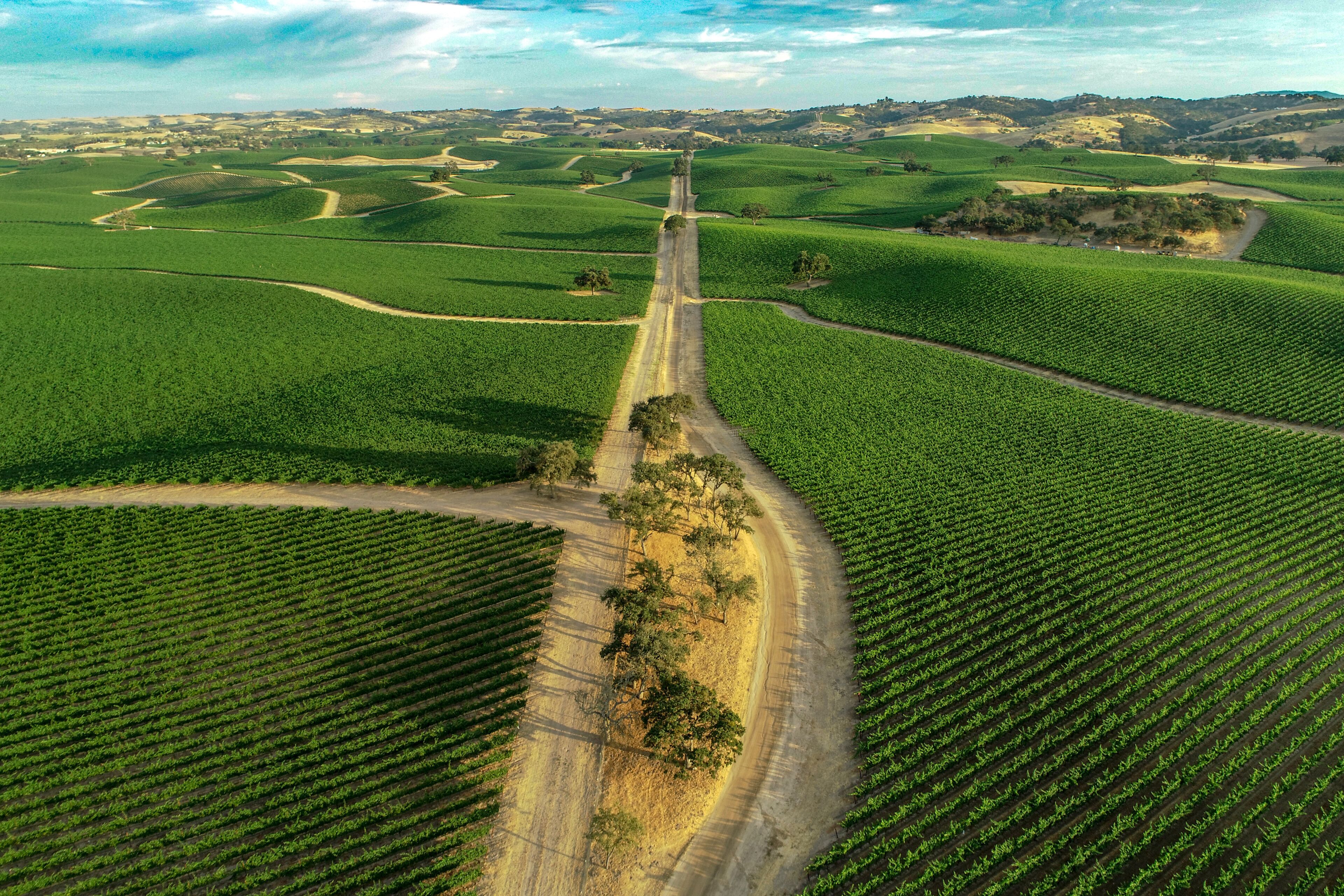 Aerial view of beautiful vineyards near sunset in Paso Robles, CA