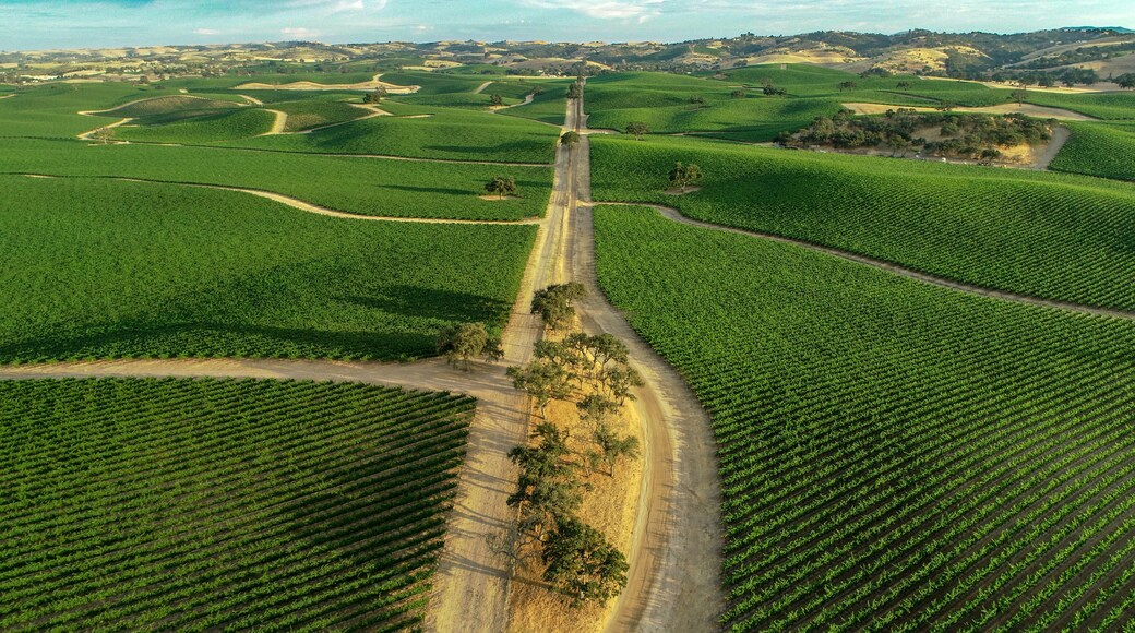 Aerial view of beautiful vineyards near sunset in Paso Robles, CA