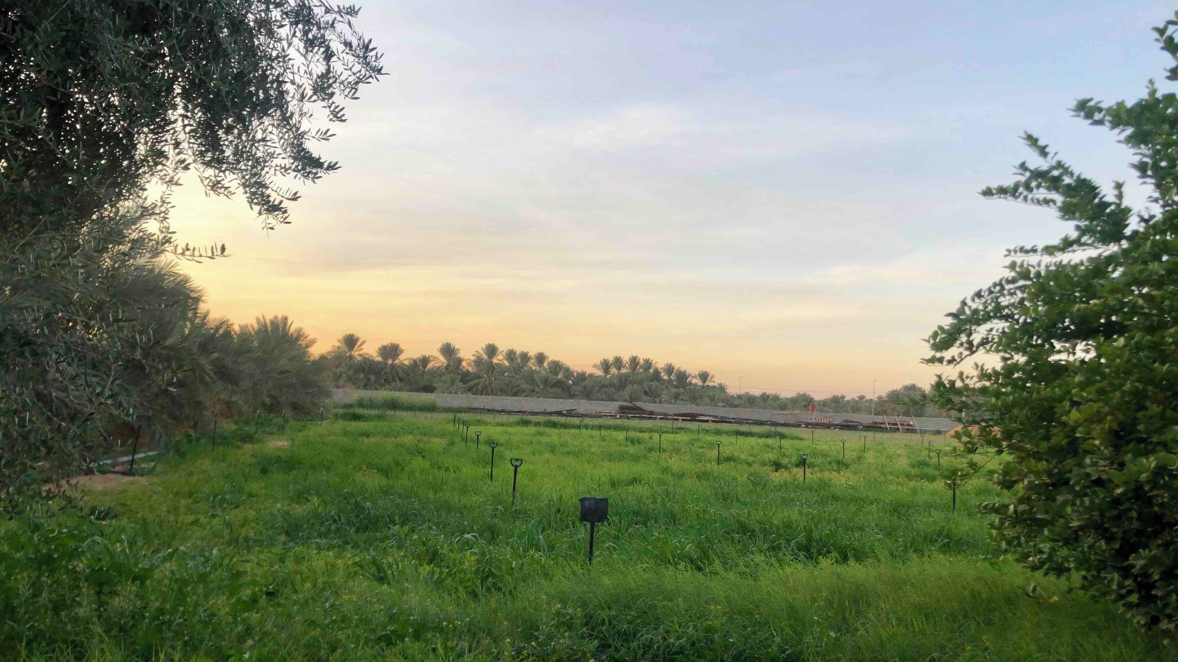 A grassy field with a fence, trees, and a distant view of a train.