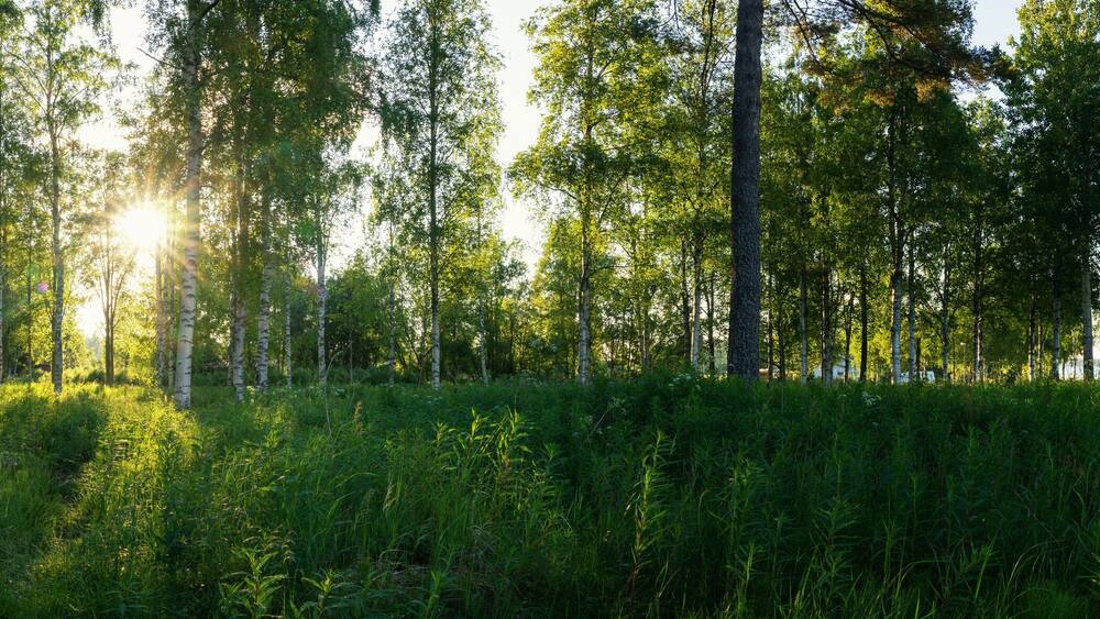 Scenic panorama of morning sun shines through birch forest at swedish countryside, Sun shine, long green grass,lake. Sweden, Umea