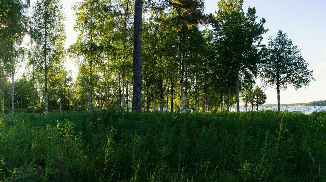 Scenic panorama of morning sun shines through birch forest at swedish countryside, Sun shine, long green grass,lake. Sweden, Umea