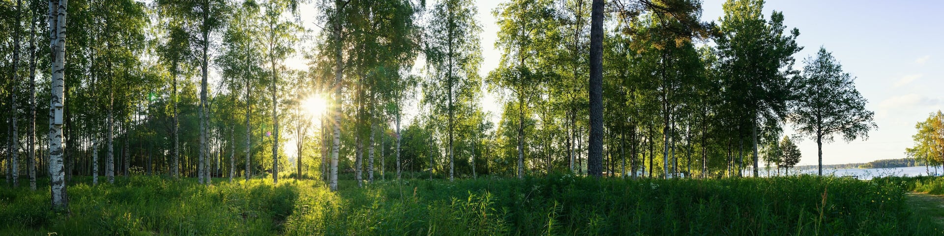 Scenic panorama of morning sun shines through birch forest at swedish countryside, Sun shine, long green grass,lake. Sweden, Umea