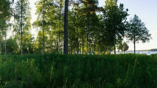Scenic panorama of morning sun shines through birch forest at swedish countryside, Sun shine, long green grass,lake. Sweden, Umea