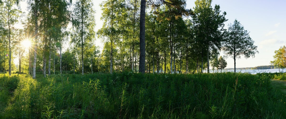 A forest with tall trees and sunlight filtering through.