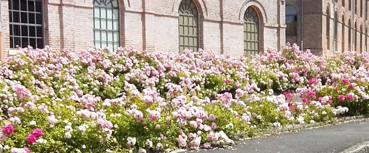 A building with arched windows and a garden of pink and white flowers.
