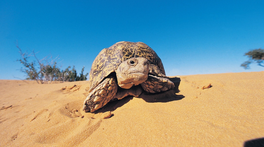 Leopard Tortoise (Geochelone Paralis), Kalahari Desert