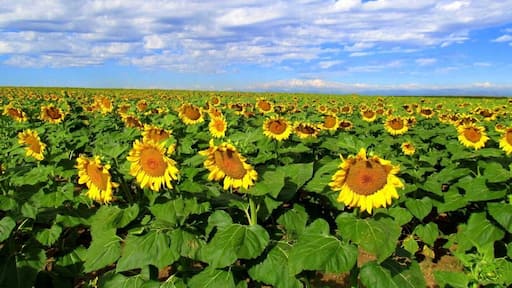 #BestOf5
There is a gorgeous and #colorful sunflower field out by the airport. Most people either don't know that it exists, or unaware that you can literally stop and explore it at your leisure.
Sunflowers extend as far as the eye an see.
Take the Pena Blvd exit to the airport, take the exit to 56th Ave, turn right on 56th ave and go about 5 or 6 miles past the 470 intersection.
It will be on your right side of the road. Shortly after the sunflower field is next to you, there will be a dirt road off to your right. Take that and park anywhere.
There aren't any "No Trespassing" signs or anything.
Planes fly low over head and make for a simply stunning day.