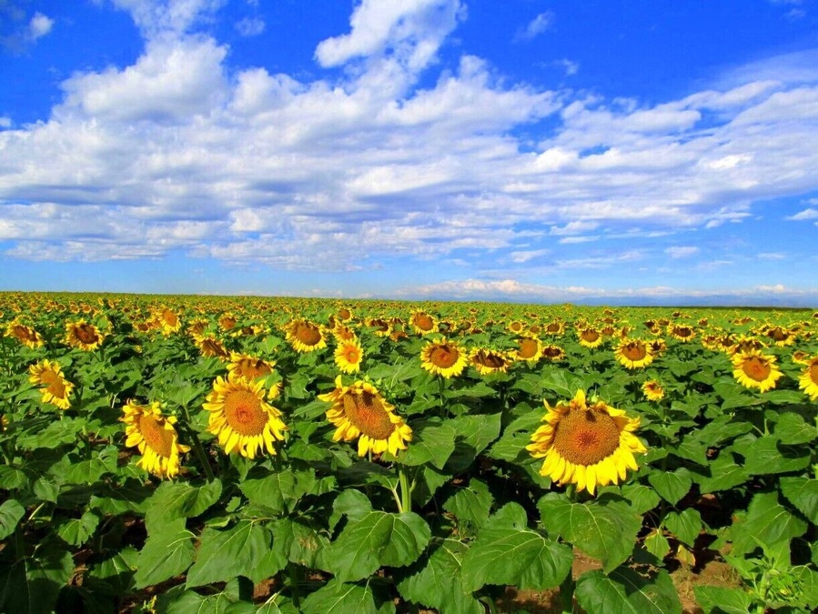 #BestOf5
There is a gorgeous and #colorful sunflower field out by the airport. Most people either don't know that it exists, or unaware that you can literally stop and explore it at your leisure. 
 
Sunflowers extend as far as the eye an see.
Take the Pena Blvd exit to the airport, take the exit to 56th Ave, turn right on 56th ave and go about 5 or 6 miles past the 470 intersection. 
It will be on your right side of the road. Shortly after the sunflower field is next to you, there will be a dirt road off to your right. Take that and park anywhere. 
There aren't any "No Trespassing" signs or anything.
Planes fly low over head and make for a simply stunning day.