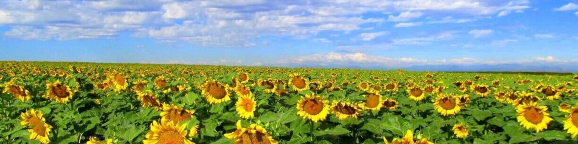 #BestOf5
There is a gorgeous and #colorful sunflower field out by the airport. Most people either don't know that it exists, or unaware that you can literally stop and explore it at your leisure. 
 
Sunflowers extend as far as the eye an see.
Take the Pena Blvd exit to the airport, take the exit to 56th Ave, turn right on 56th ave and go about 5 or 6 miles past the 470 intersection. 
It will be on your right side of the road. Shortly after the sunflower field is next to you, there will be a dirt road off to your right. Take that and park anywhere. 
There aren't any "No Trespassing" signs or anything.
Planes fly low over head and make for a simply stunning day.