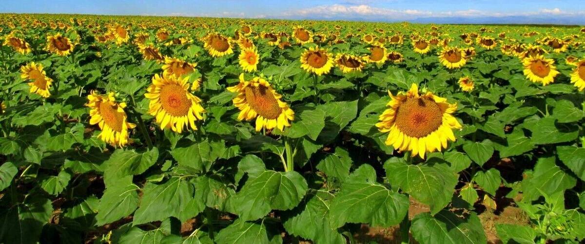 A sunflower field under a blue sky with scattered clouds.