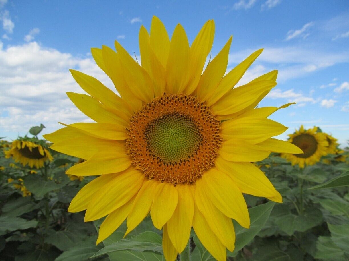 There is a gorgeous sunflower field out by the airport. 
Sunflowers extend as far as the eye an see.
Take the Pena Blvd exit to the airport, take the exit to 56th Ave, turn right on 56th ave and go about 5 or 6 miles past the 470 intersection. 
It will be on your right side of the road. Shortly after the sunflower field is next to you, there will be a dirt road off to your right. Take that and park anywhere. 
There aren't any "No Trespassing" signs or anything. 
Planes fly low over head and make for a simply stunning day.  