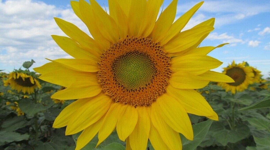 There is a gorgeous sunflower field out by the airport.
Sunflowers extend as far as the eye an see.
Take the Pena Blvd exit to the airport, take the exit to 56th Ave, turn right on 56th ave and go about 5 or 6 miles past the 470 intersection.
It will be on your right side of the road. Shortly after the sunflower field is next to you, there will be a dirt road off to your right. Take that and park anywhere.
There aren't any "No Trespassing" signs or anything.
Planes fly low over head and make for a simply stunning day.
