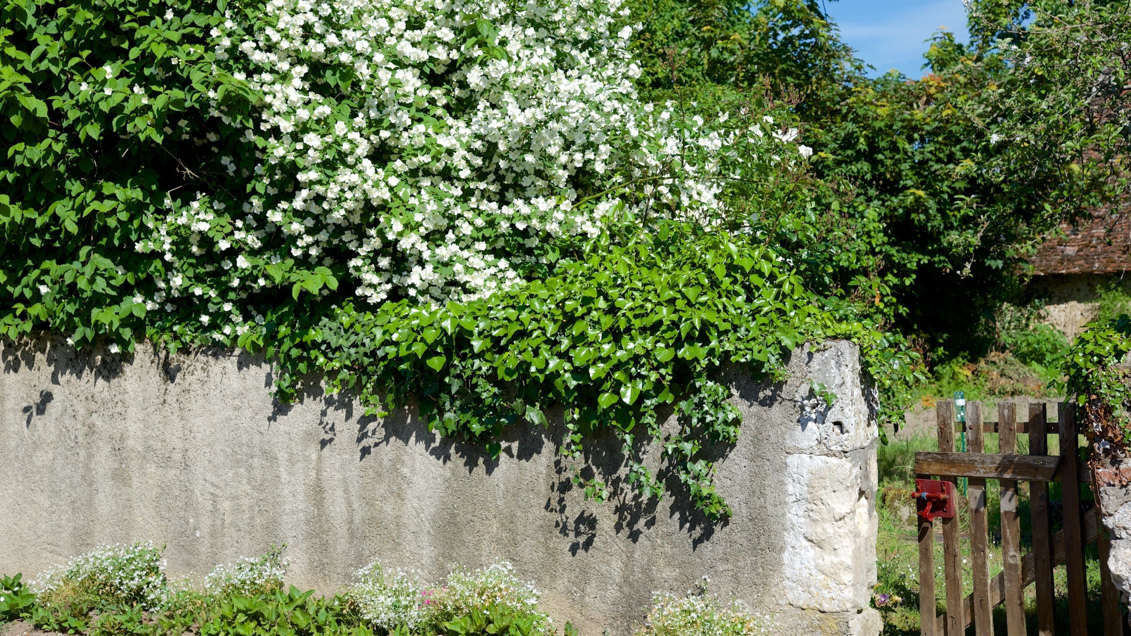 Veuves showing flowers and a small town or village